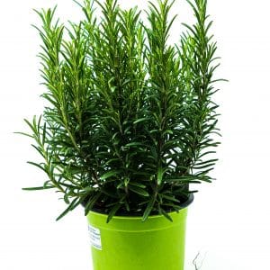 Rosemary Plant